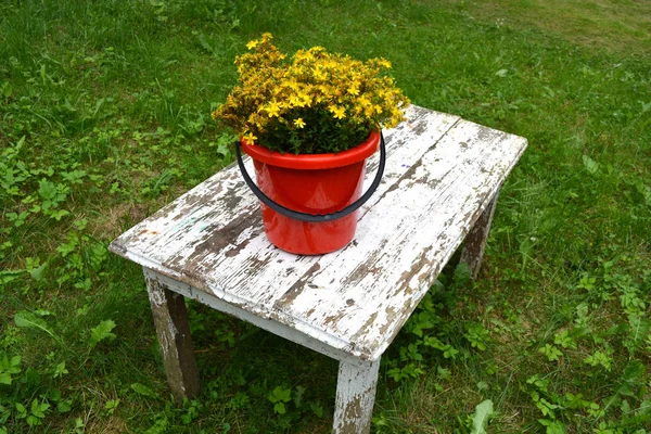 Ramo de flores de hierba de St Johns grande en cubo rojo en la mesa vieja — Foto de Stock