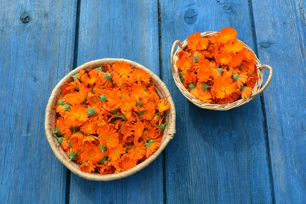 fresh medical marigold calendula flowers in two basket on blue old   table