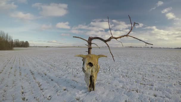 Árvore seca morta e crânio de vaca no campo de inverno e movimento de nuvens, lapso de tempo 4K — Vídeo de Stock