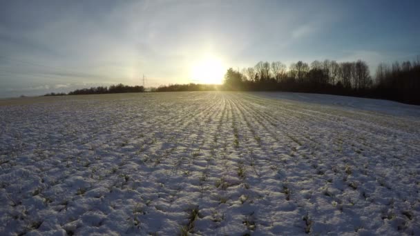 Campo di grano invernale con germogli verdi innevati e tramonto coperto, time lapse 4K — Video Stock