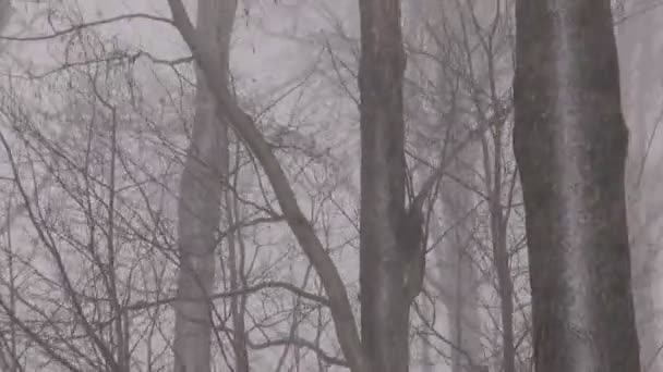 Tempestade de neve ventosa na floresta de inverno — Vídeo de Stock