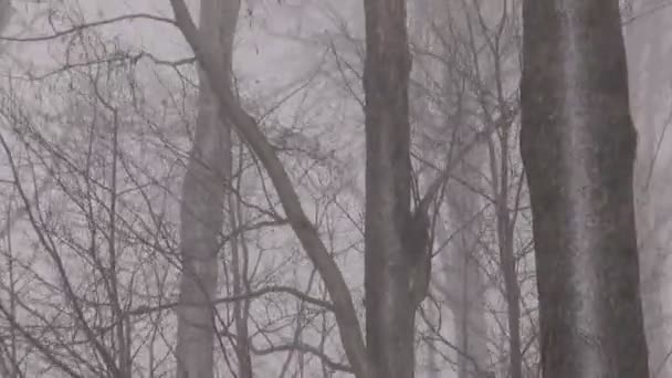 Tempête de neige venteuse dans la forêt hivernale 