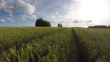 Genç buğday alanında yaz Rüzgar, zaman atlamalı 4k