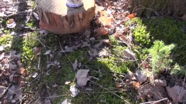 Huş ağacı sap sürahi içinde ahşap tıkaç den damlayan bahar