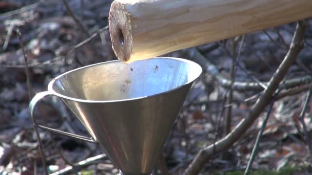 Fresh spring birch sap drops in metal funnel — Stock Video