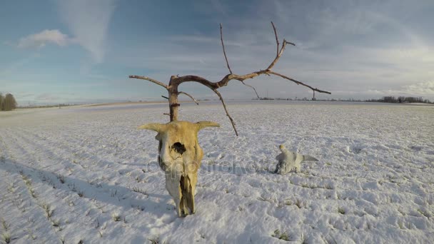 Коровьи черепа кости на снегу на сельскохозяйственном поле с сухим мертвым деревом, время истекает 4K — стоковое видео