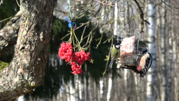 Picchio Dendrocopus medius e grandi tette Parus major eating lard in, 4K — Video Stock