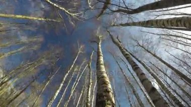 Bahar huş ağacı rüzgarda Patellayı orman ve hareket, zaman atlamalı 4 k bulutlar