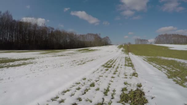 Vorfrühlingsschnee auf Weizenfeld mit grünen Sprossen nach der Überwinterung, 4k — Stockvideo
