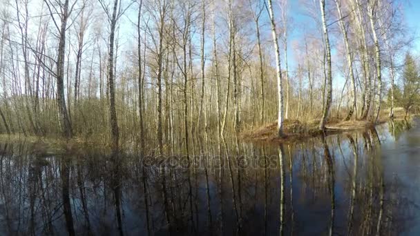 Lente water overstroming in berken bos, time-lapse 4k — Stockvideo