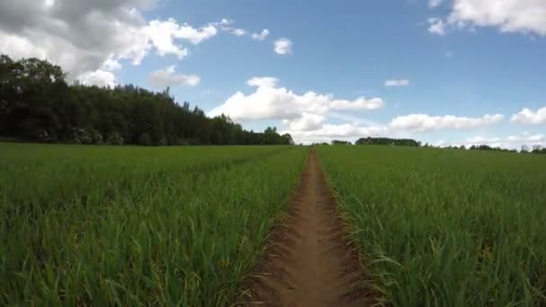 Brotes de trigo verde y nubes de primavera movimiento en el viento, lapso de tiempo 4K — Vídeo de stock