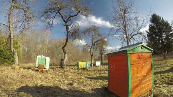 Grupo de colmena de madera a principios de primavera en el viejo jardín de la granja, lapso de tiempo 4K — Vídeos de Stock