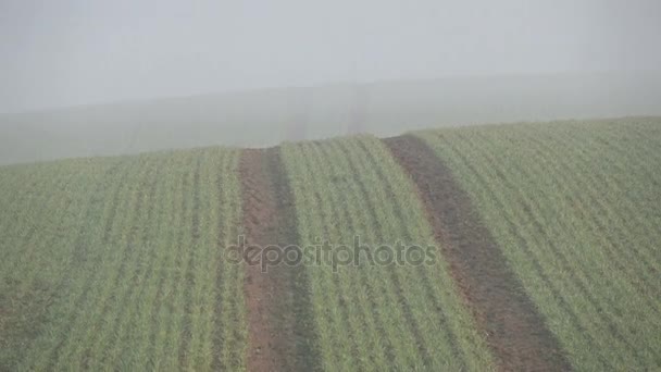 Ranna mgła na zroszone pszenicy pola i ptaków pieśni na wiosnę, 4 K — Wideo stockowe