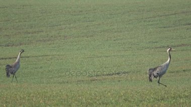 güzel kuşlar Vinçler Grus grus iki çift bahar buğday alanında, 4k