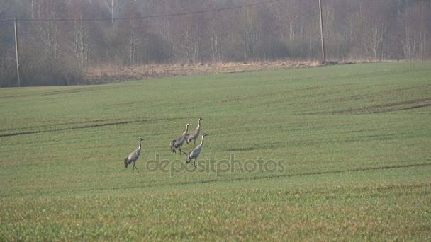 Две пары общих кранов Grus grus весной и начать летать, 4K — стоковое видео