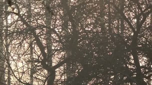 Lever du soleil tôt au printemps dans un vieux jardin verger à la ferme — Video