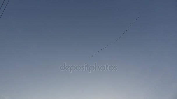 Cygnes sauvages migrateurs sur le ciel printanier et le fil électrique — Video