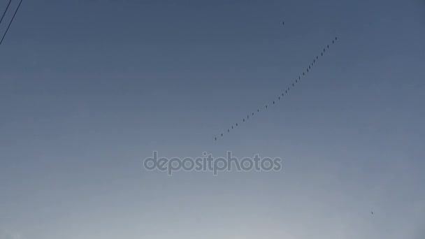 Stěhovavé divoké husy na jarní obloze a elektřiny drát