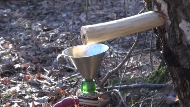 Свежий березовый сок капает в старую винную бутылку в лесу — стоковое видео