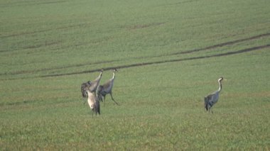 İki ortak Vinçler Grus tarım arazileri üzerinde Bahar, 4 k çiftleri