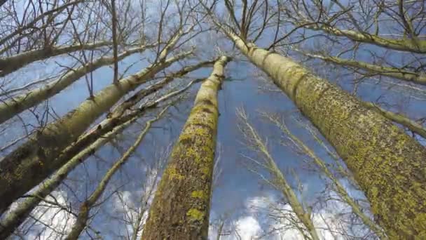 Стовбури аспену в весняному лісі та хмарах, проміжок часу 4K — стокове відео