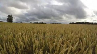 Buğday alan ve yağmur bulutları hareket yaz, zaman atlamalı 4 k olgunlaşma