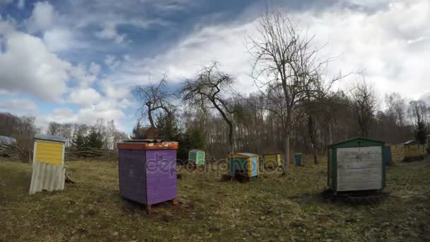 Voorjaar wolken beweging oude boomgaard met kleurrijke bijenkorven groep, time-lapse 4k — Stockvideo
