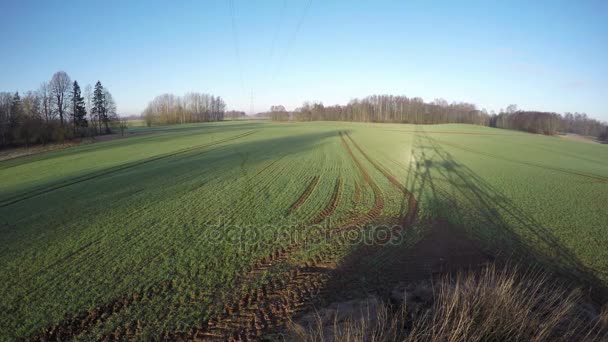 Árboles de salida del sol de primavera y sombras eléctricas de pilón en el campo de trigo verde rocío — Vídeos de Stock