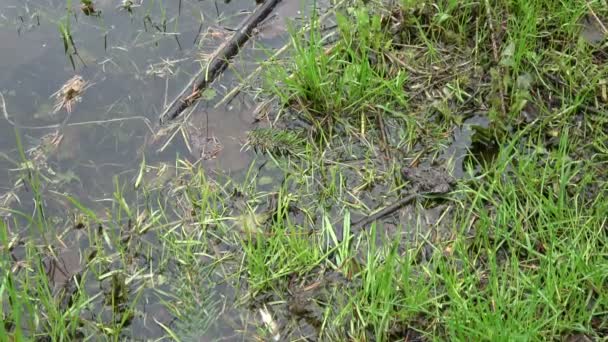 Crapaud à ventre de feu Bombina bomina va frayer dans l'eau 