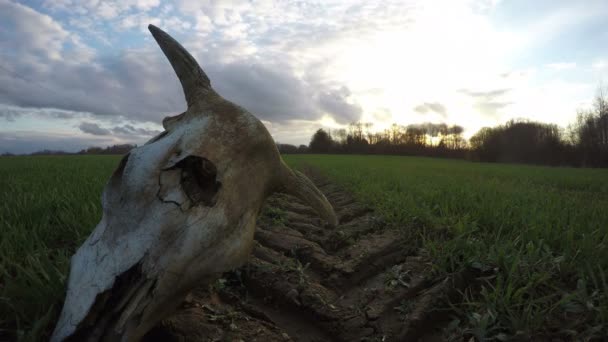 Cráneo de vaca roto en el campo y puesta de sol de primavera con movimiento de nubes, lapso de tiempo 4K — Vídeo de stock