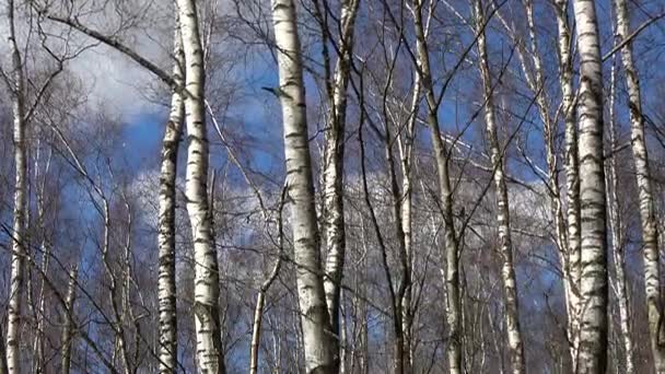 Inundación de primavera en bosque de abedul — Vídeos de Stock