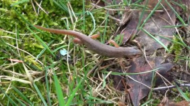 Çimenlerin üzerinde sürünerek ortak newt Triturus vulgaris 