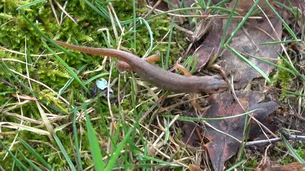 Triton commun Triturus vulgaris rampant sur l'herbe  