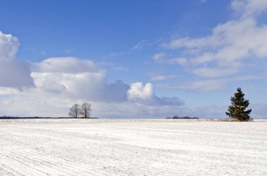 karlı alanları ve yalnız çam ağacı ile manzara