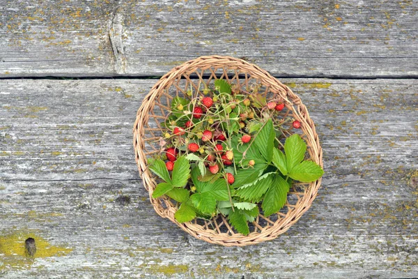 Wild strawberry for tea in small wicker basket — Stock Photo, Image