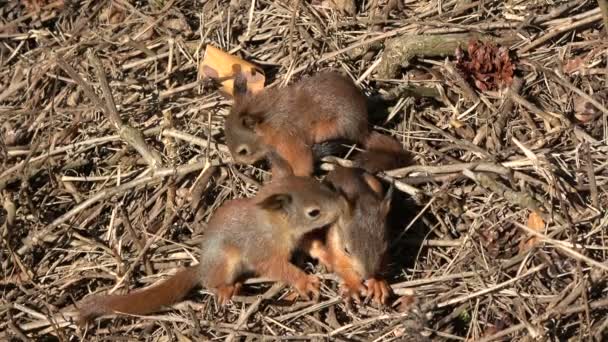 Three young beautiful friendly red squirrels playing in park on ground — Stock Video