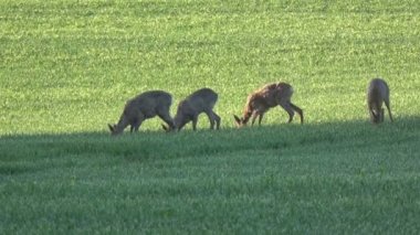 Karaca grup bahar alanda sabah güneş ışığı altında