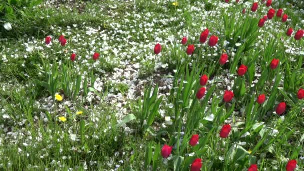 White apple tree petals falling  on blossoming red tulips, slow motion — Stock Video