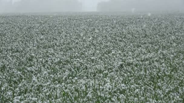 Landbouwgrond met lente sneeuwval op jonge tarweveld — Stockvideo
