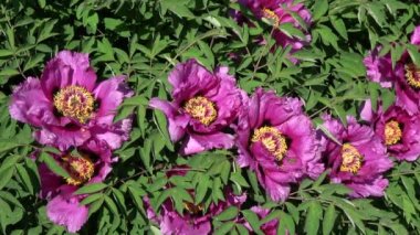 Güzel Şakayık çiçekleri üzerinde fazla arı