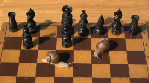 Two garden  snails on old wooden chessboard playing in chess — Stock Video