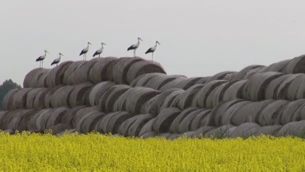 Groep witte ooievaars op stro stack in landbouwgrond — Stockvideo