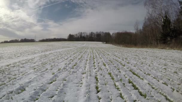 Пшеничное поле в конце зимы и зеленые ростки в снегу, время истекает — стоковое видео