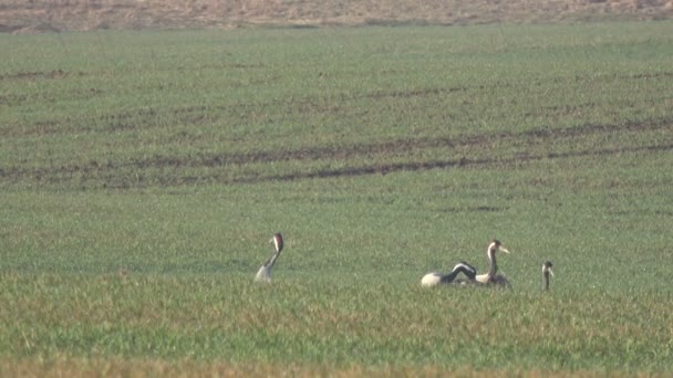 Graceful  common cranes Grus grus on green wheat field in spring — Stock Video