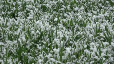 İlkbahar geç kar yağışı üzerinde yeşil genç buğday filizi