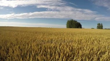 Rüzgar ve bulutlar, zaman atlamalı altın buğday alanında olgunlaşma 