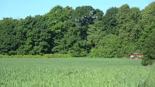 Landbrukstraktor som sprøyter hveteåker nær skog – stockvideo
