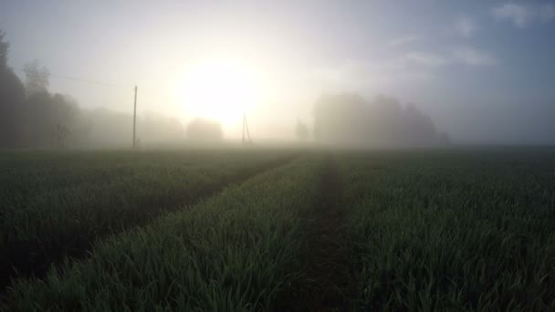 Niebla de la mañana en tierras de cultivo y amanecer, lapso de tiempo — Vídeo de stock