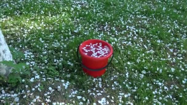 Witte appel boom bloemblaadjes die vallen in het voorjaar op rode emmer met water — Stockvideo