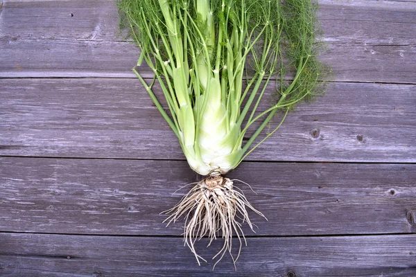 Fresh vegetable fennel Foeniculum vulgare on old background — Stock Photo, Image